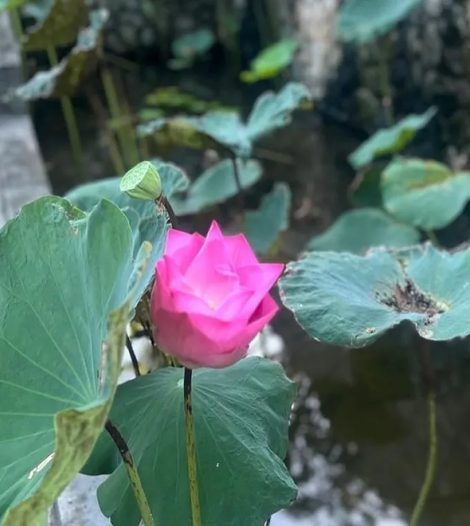 Pink lotus blooming among broad leaves.