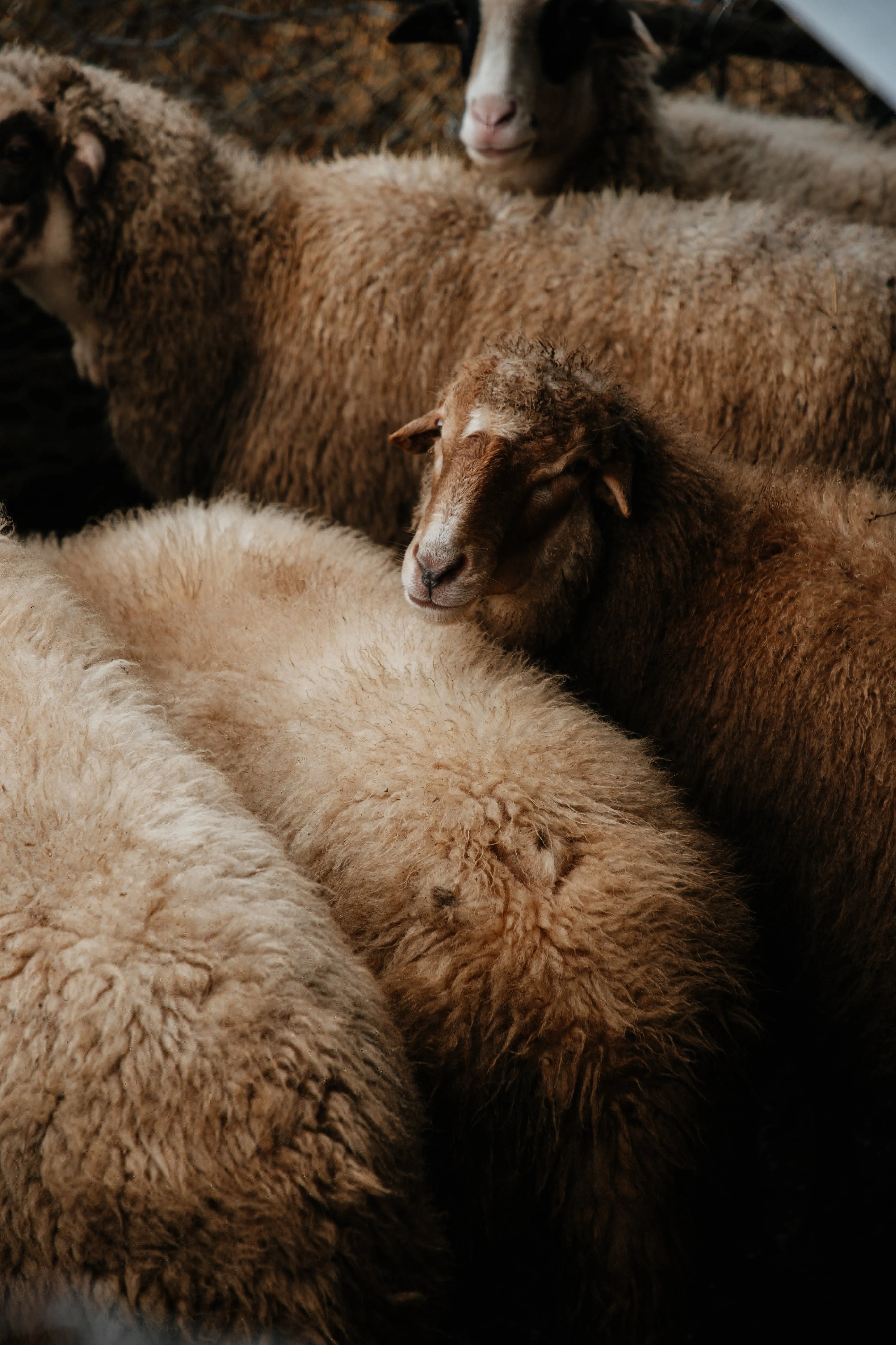 Close-up of a group of woolly sheep huddled together, with one brown sheep looking towards the camera.