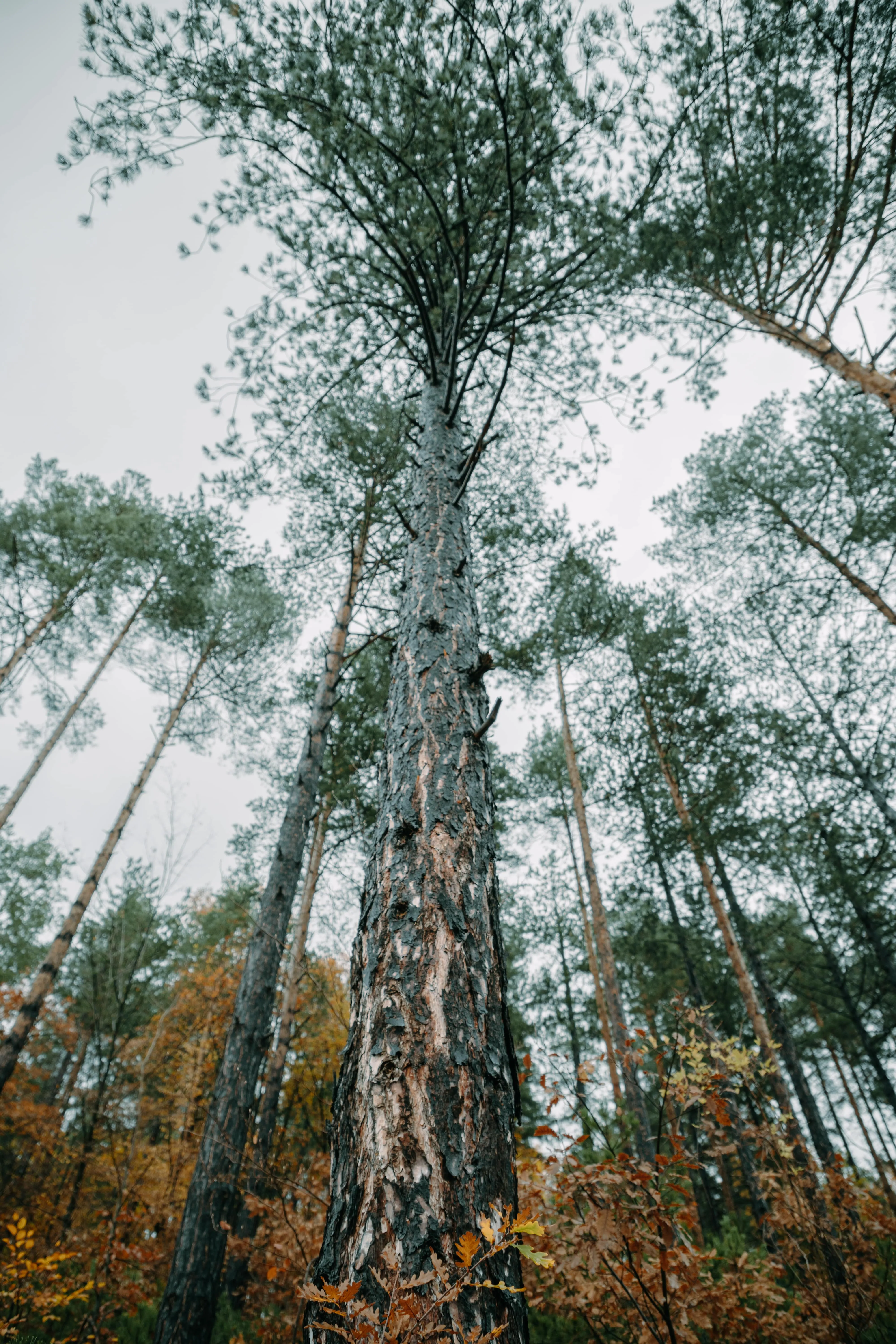 Tall pine tree with rough bark viewed from the base looking upward, surrounded by other trees and autumn foliage.
