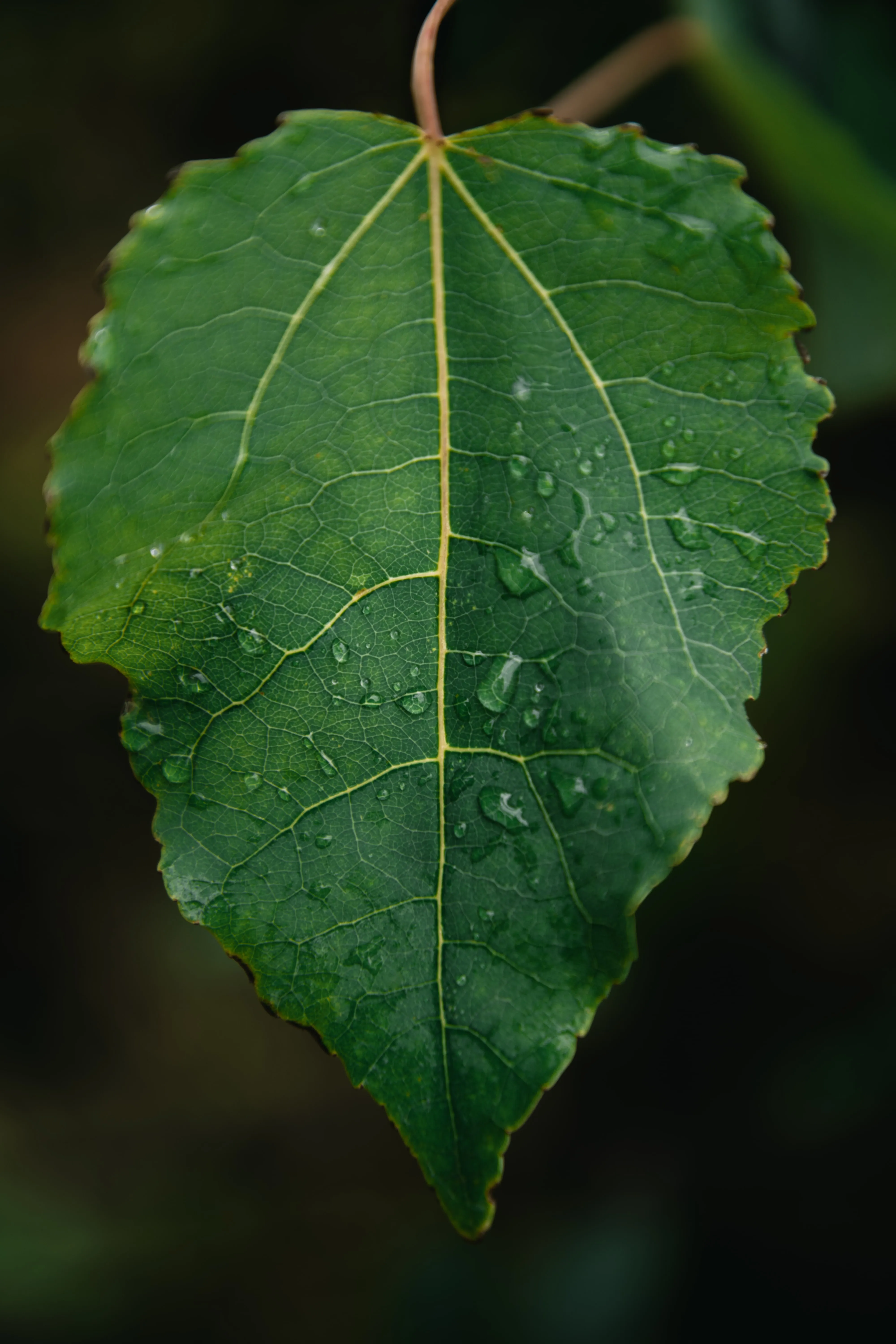 Close-up of a single green leaf with visible veins and water droplets against a dark, blurred background.