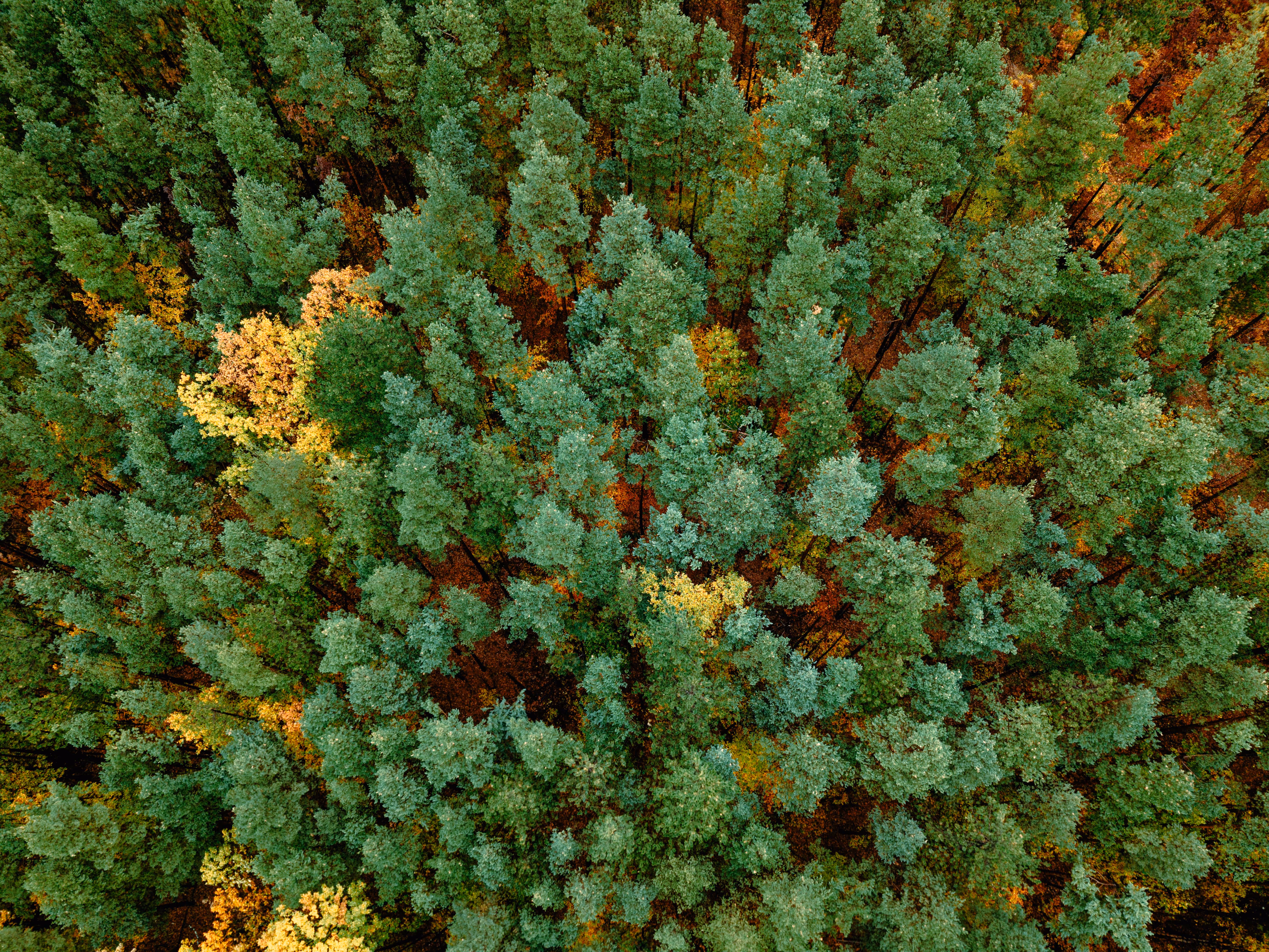 Aerial view of dense green pine trees with patches of yellow autumn foliage.