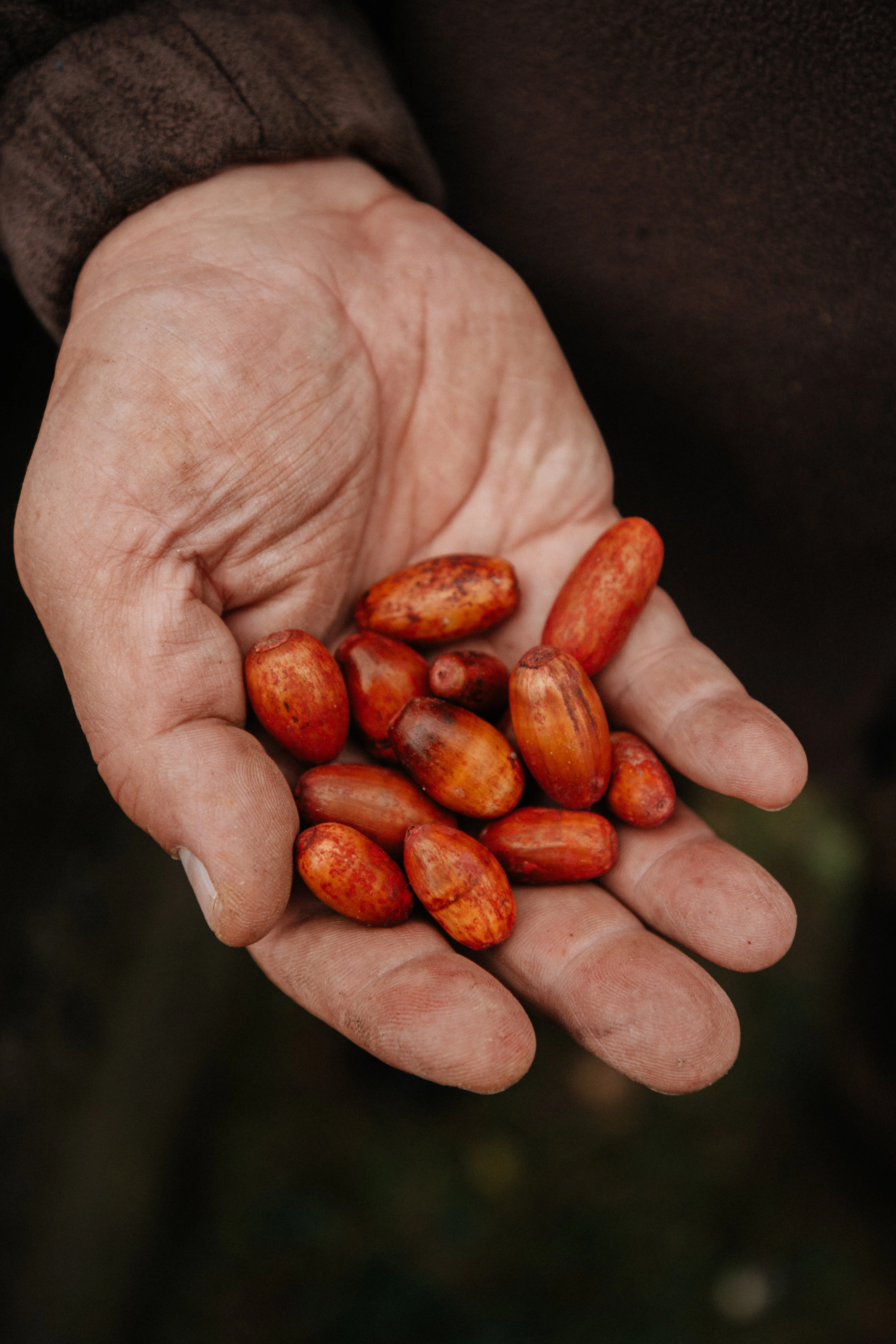 Close-up of a hand holding several reddish-brown oak nuts or seeds.