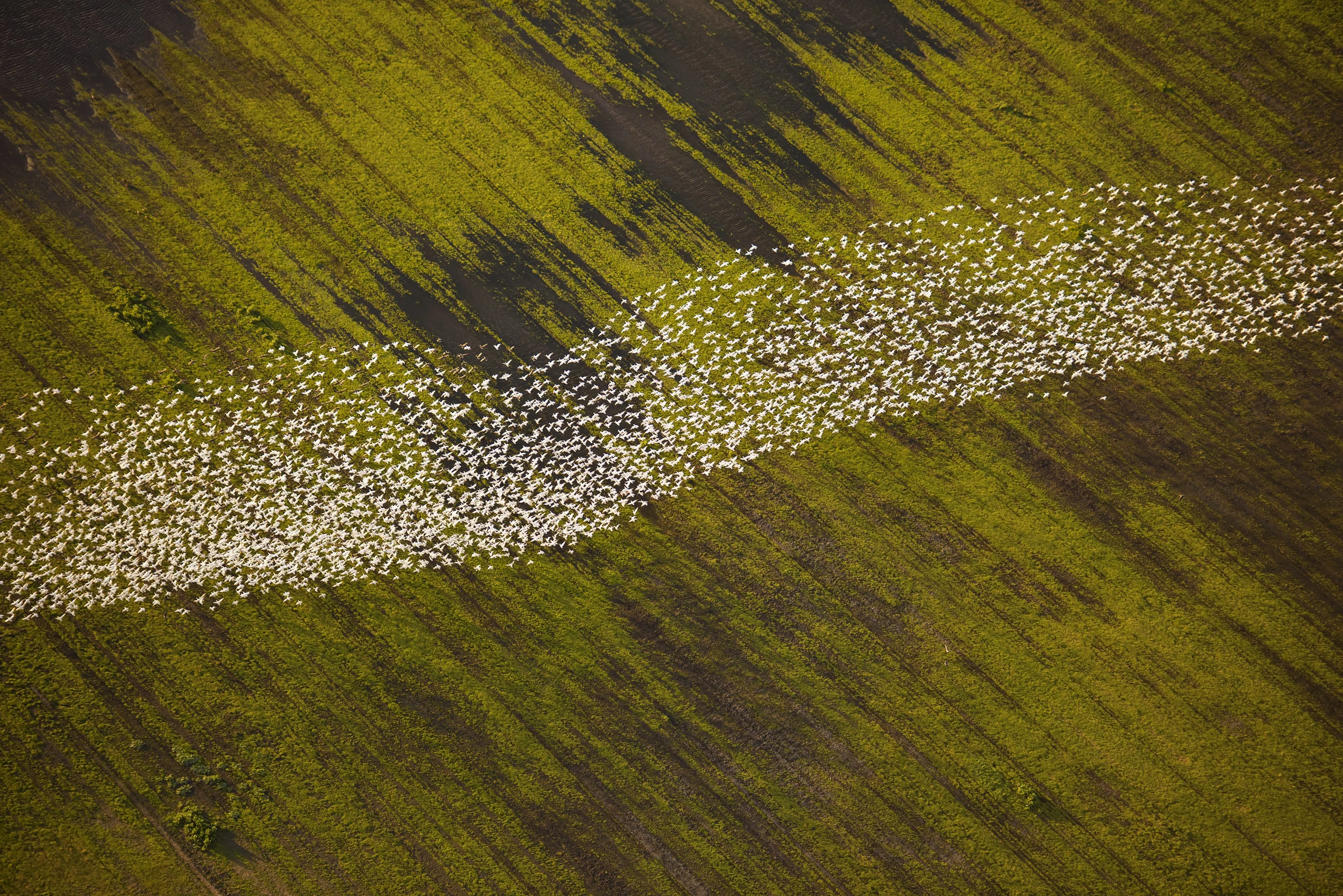 A large flock of white birds flying low over green and brown striped fields, casting long shadows on the ground.