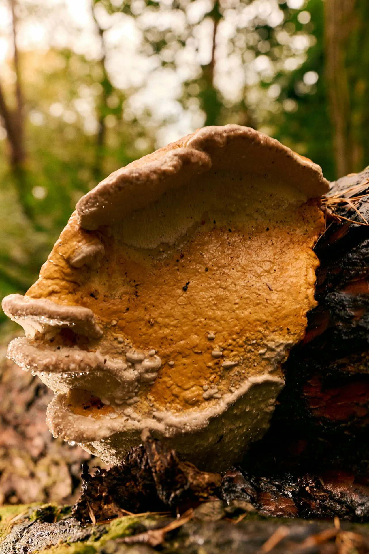 Close-up of a large yellowish-brown bracket fungus growing on a decaying tree trunk in a forest.