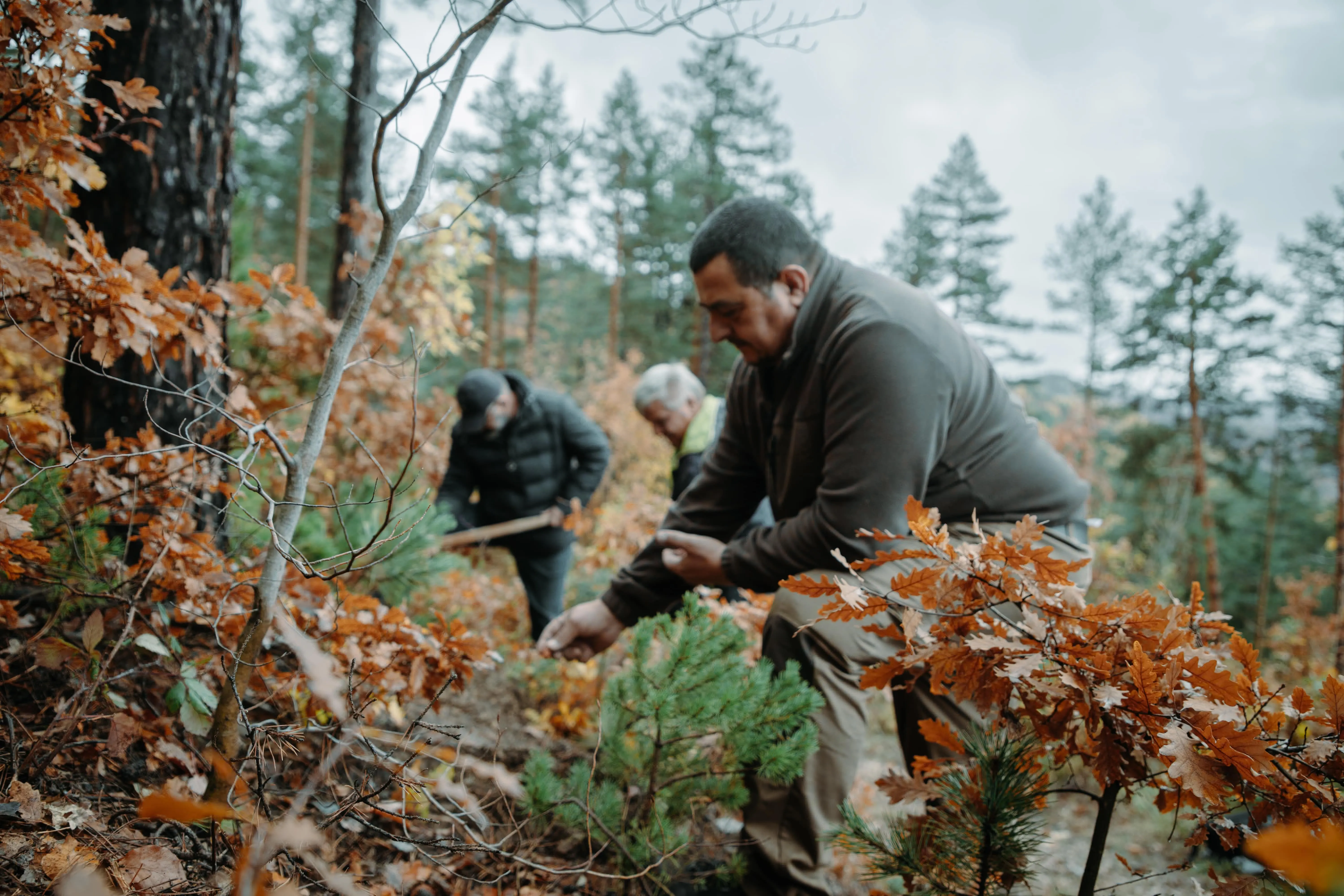 Two people kneeling on the forest ground planting or inspecting young trees.
