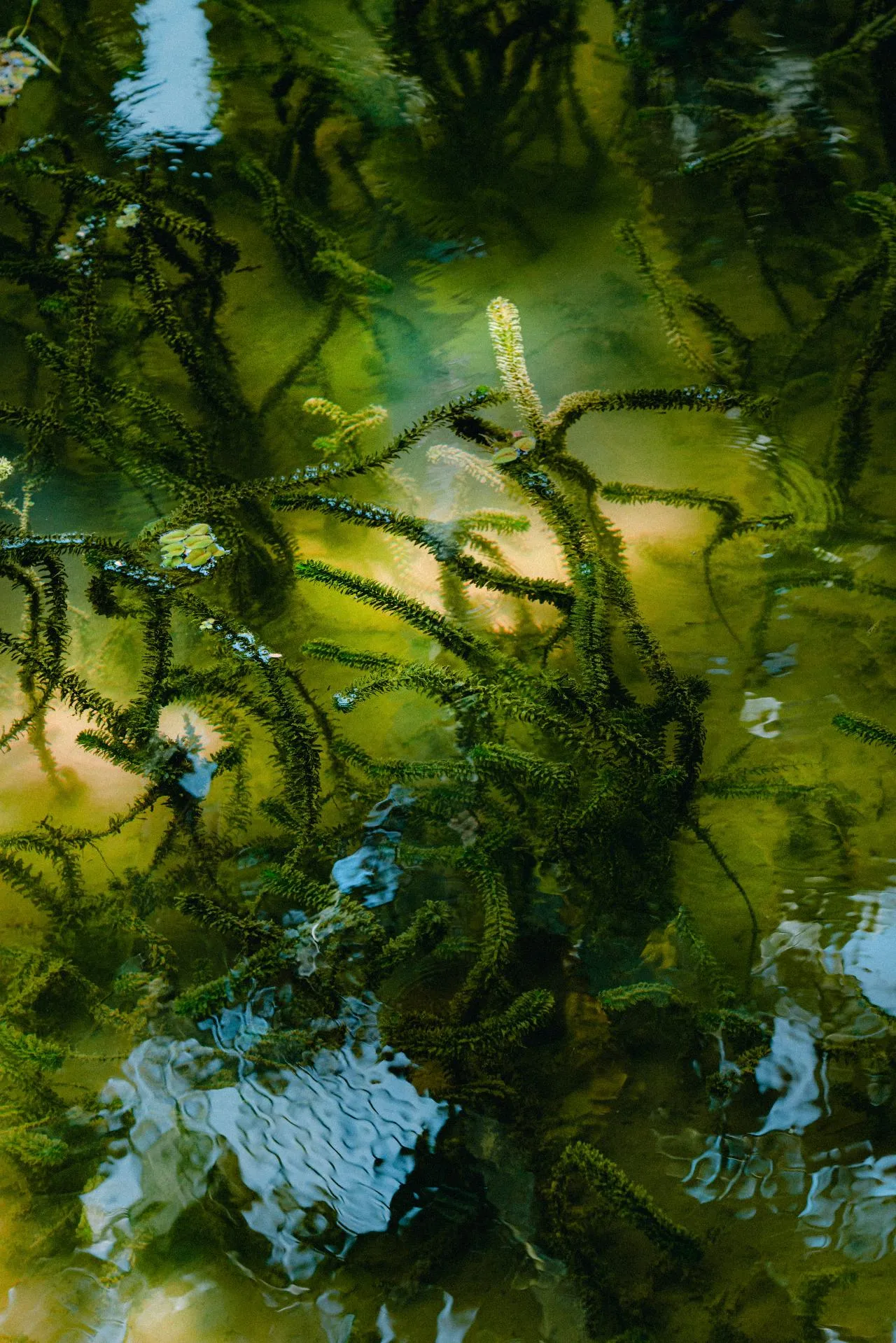 Underwater green aquatic plants with light reflections on the water surface.