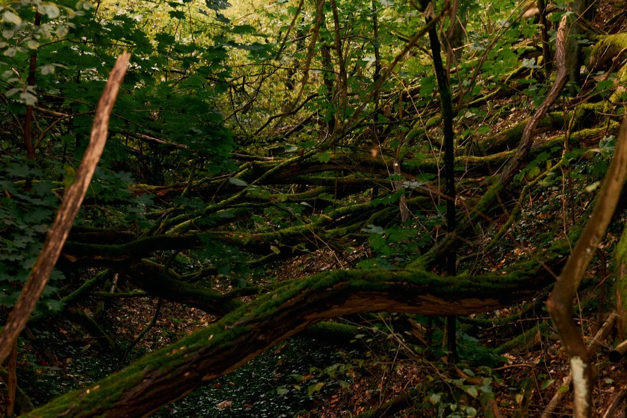 Close-up view of a green moss-covered forest floor with twisted branches and foliage.
