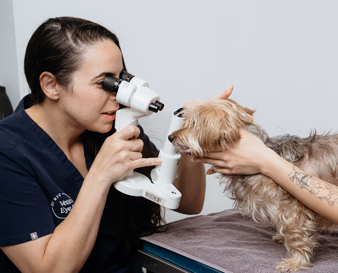 brown dog eye checkup