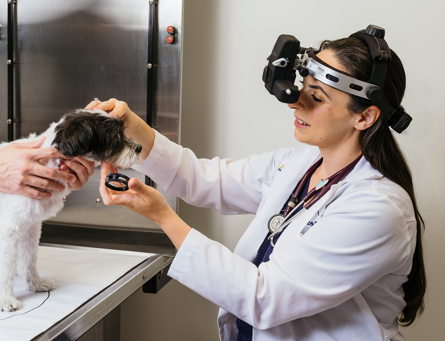 vet with cat