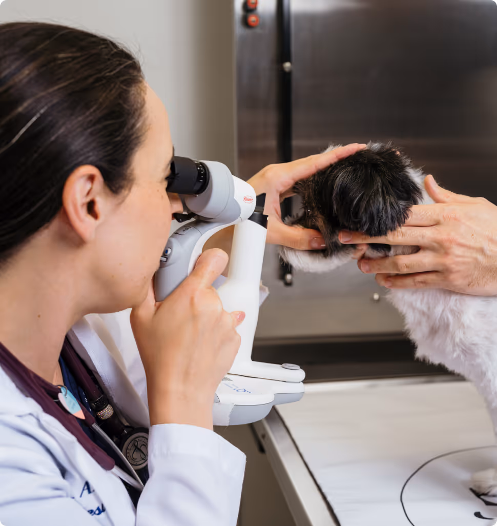 Contact us - Veterinary Eye Center