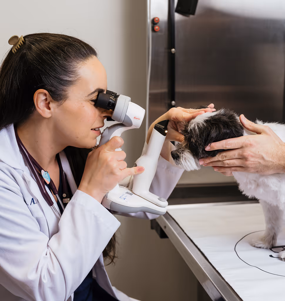 veterinary ophthalmologist examining dog