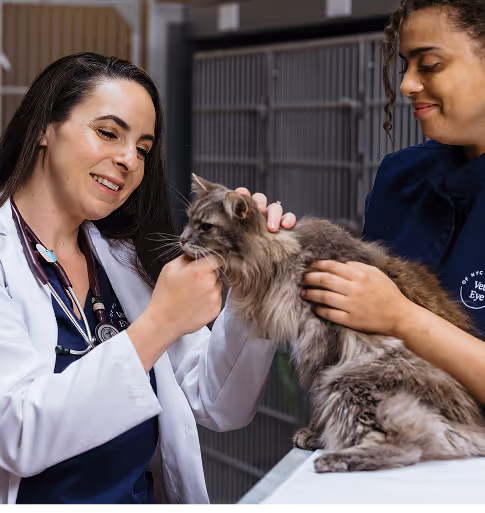 veterinary ophthalmologist with cat