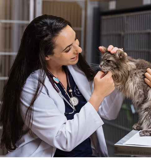 veterinary ophthalmologist with cat