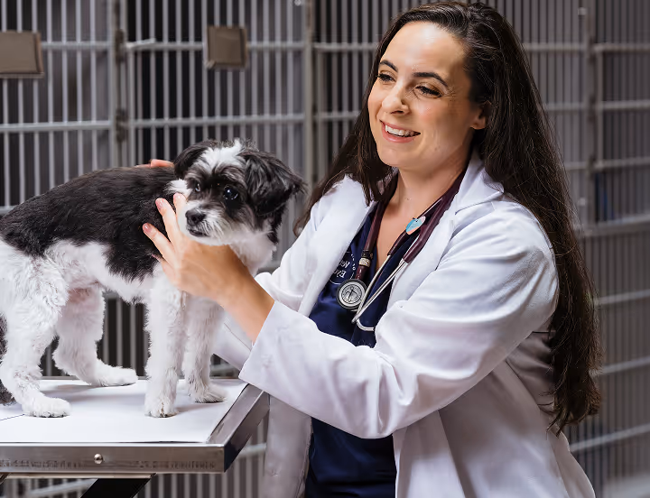 veterinary ophthalmologist with dog