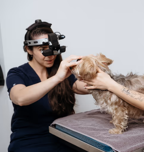 veterinary ophthalmologist with dog