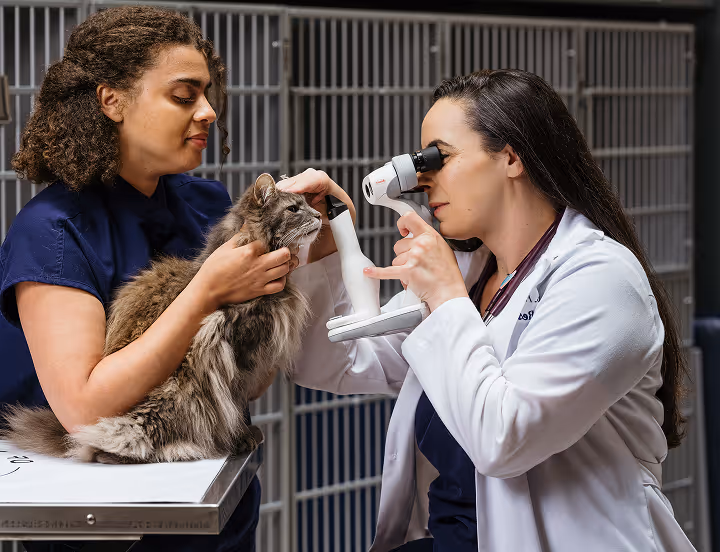 veterinary ophthalmologist examining cat