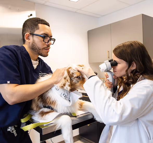 veterinary ophthalmologist examining dog