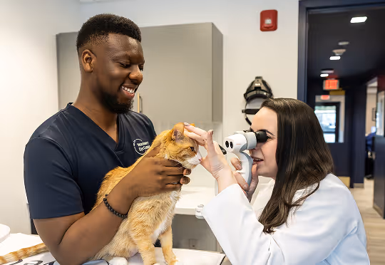 What to Expect at Your Pet’s Eye Exam