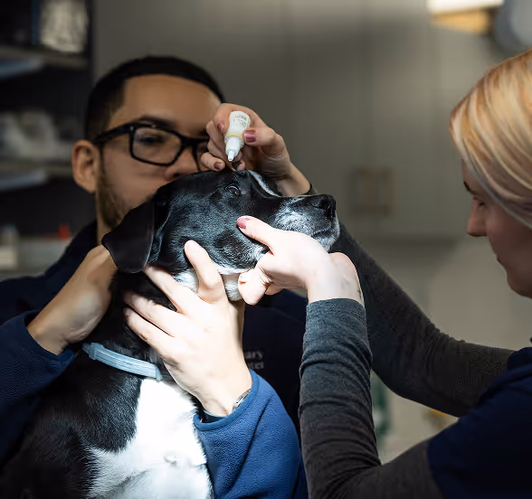 veterinary eye center team member putting eye drops into a dog's eye