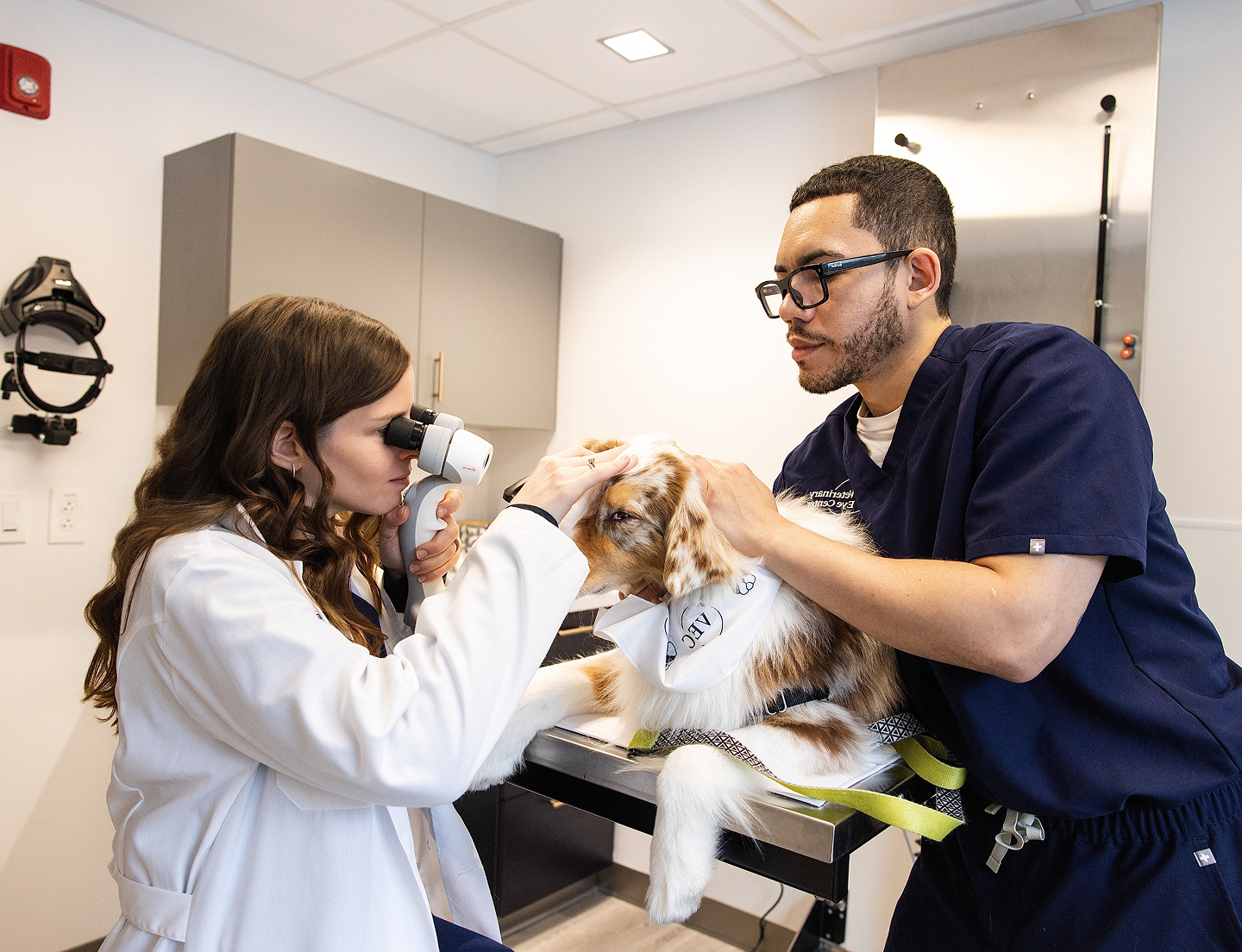 veterinary ophthalmologist examining dog