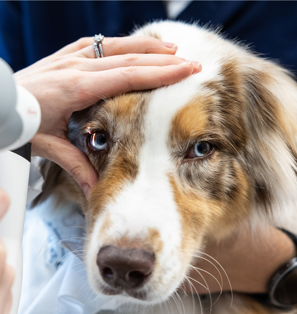 dog being examined by veterinary ophthalmologist