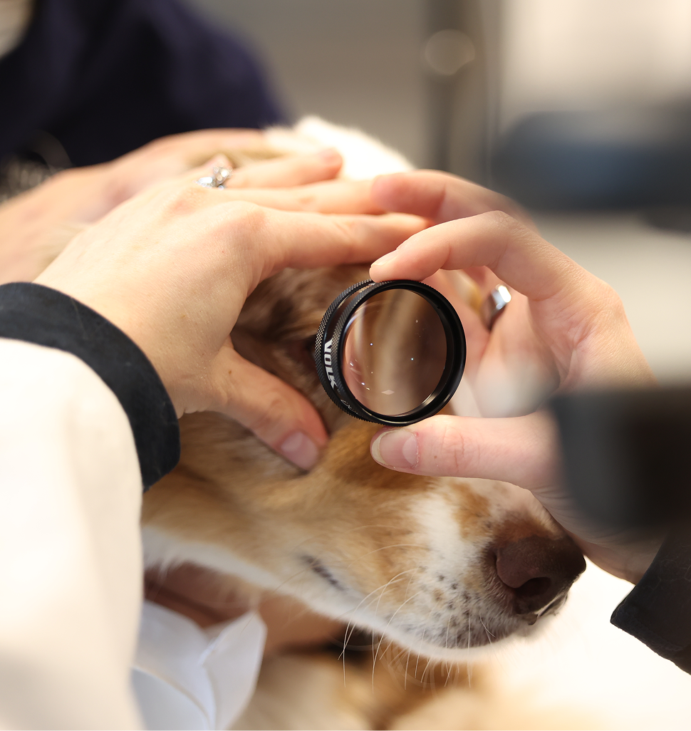 dog being examined by veterinary ophthalmologist