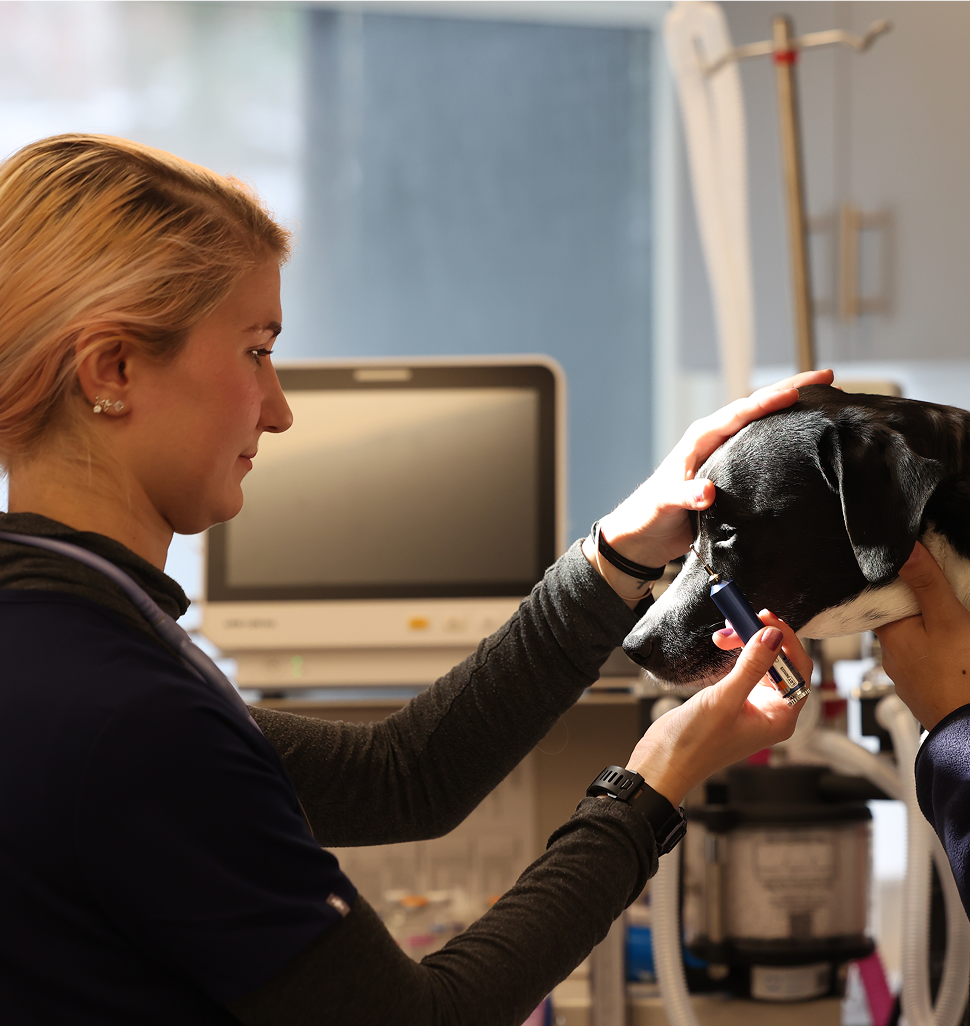 dog being examined by veterinary ophthalmology team