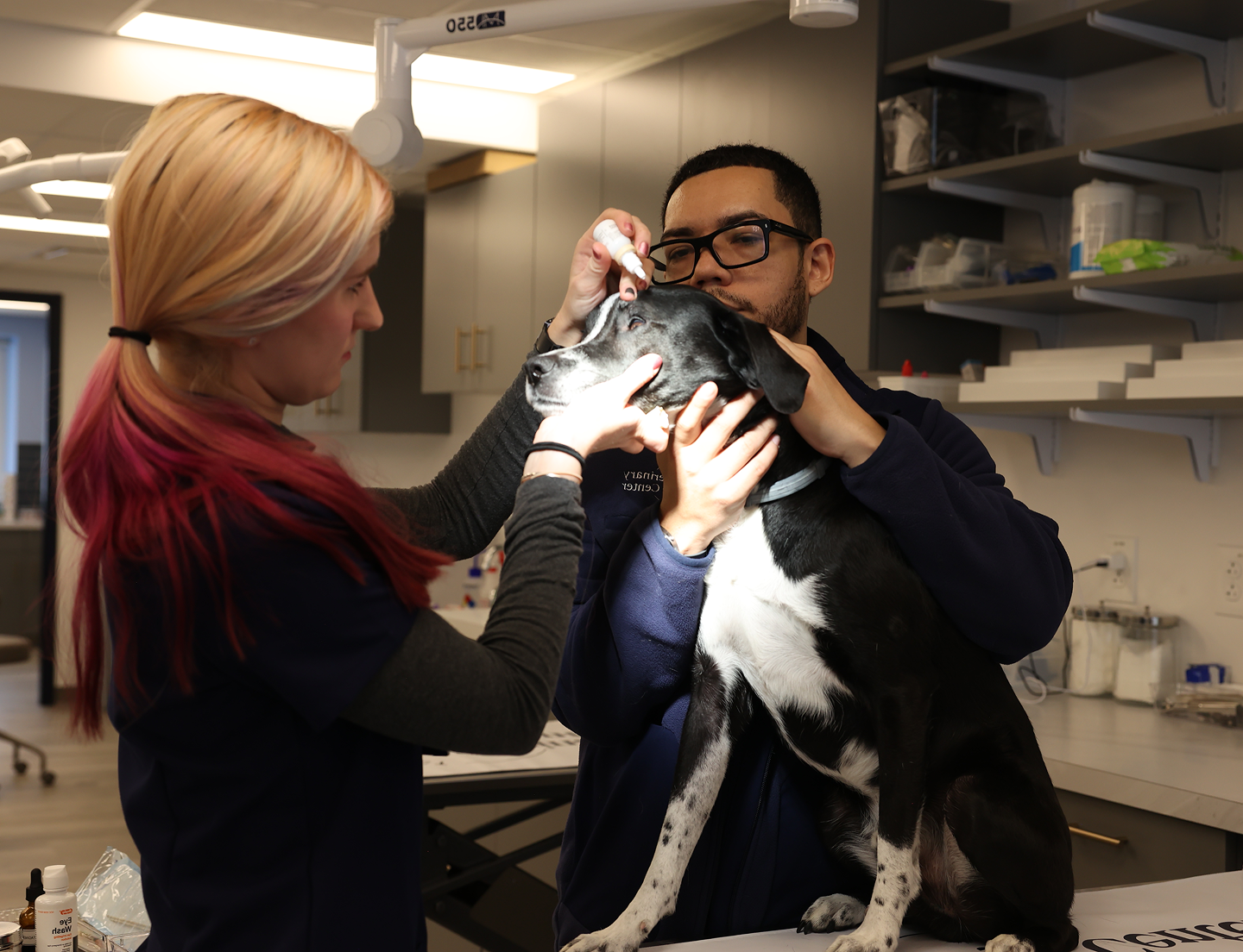 dog being examined by veterinary ophthalmology team