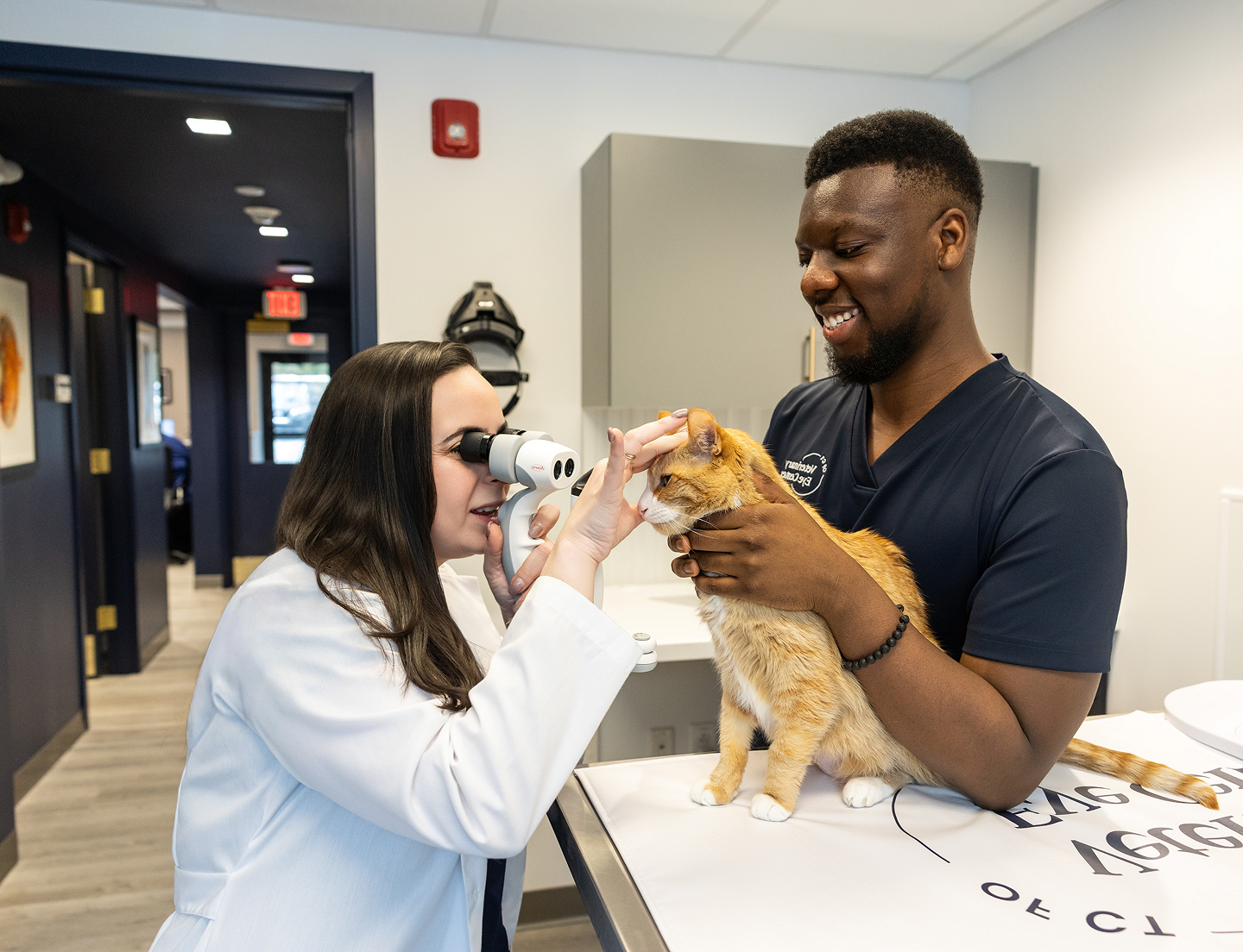 veterinary ophthalmologist examining cat