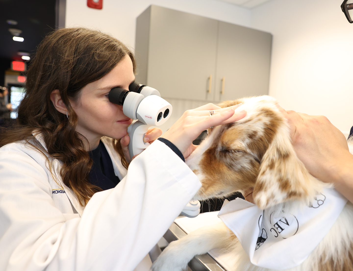 dog being examined by veterinary ophthalmologist
