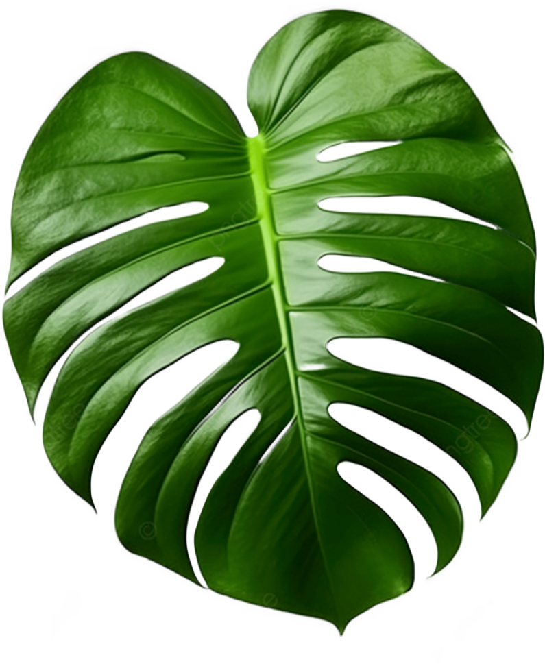 Large green Monstera deliciosa leaf with characteristic natural holes and splits.