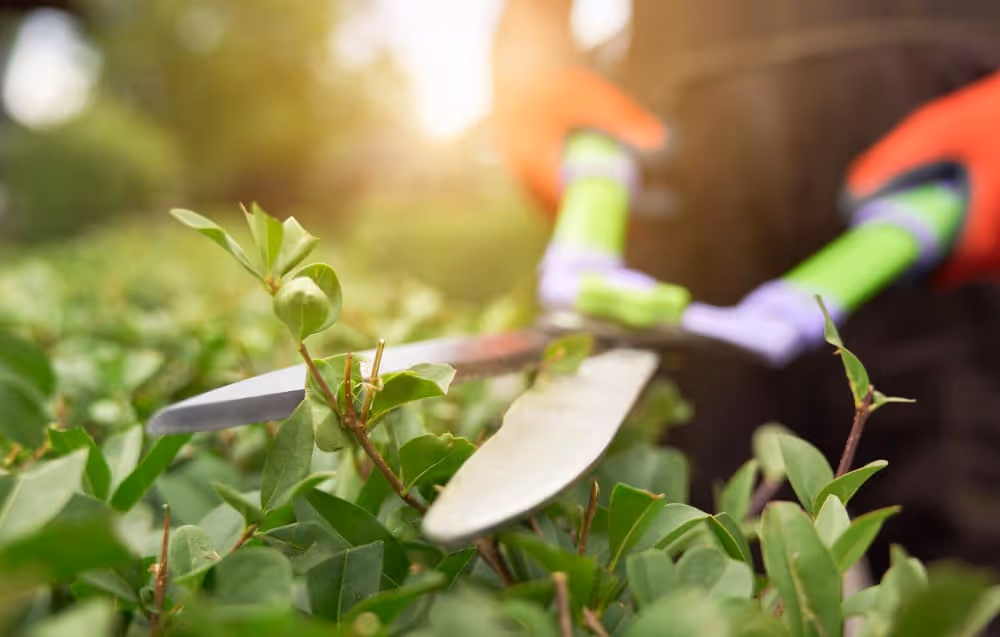 Paysagiste Brovert qui taille un buisson