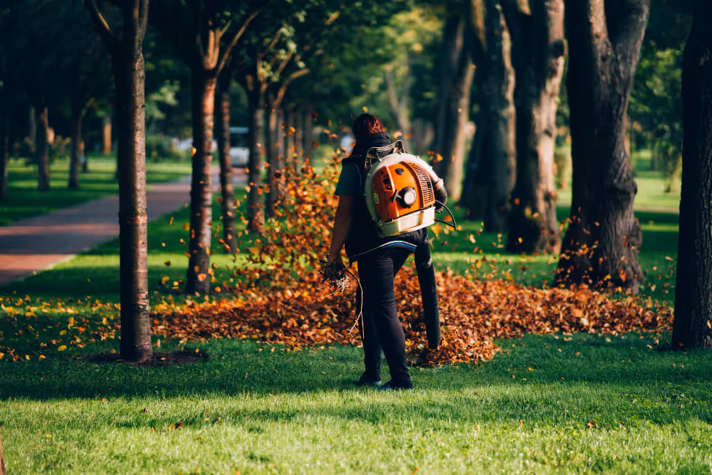 Personne qui passe le souffleur sur des feuilles dans une allée d'arbre