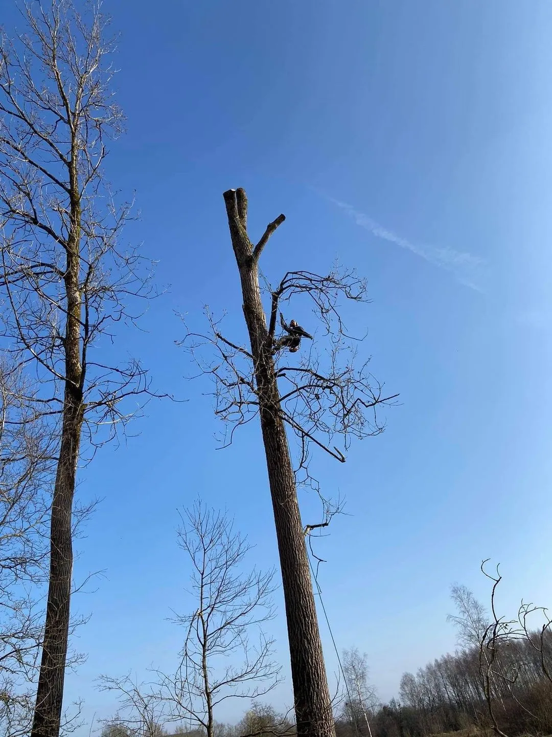 Abattage d'un arbre fait par Brovert