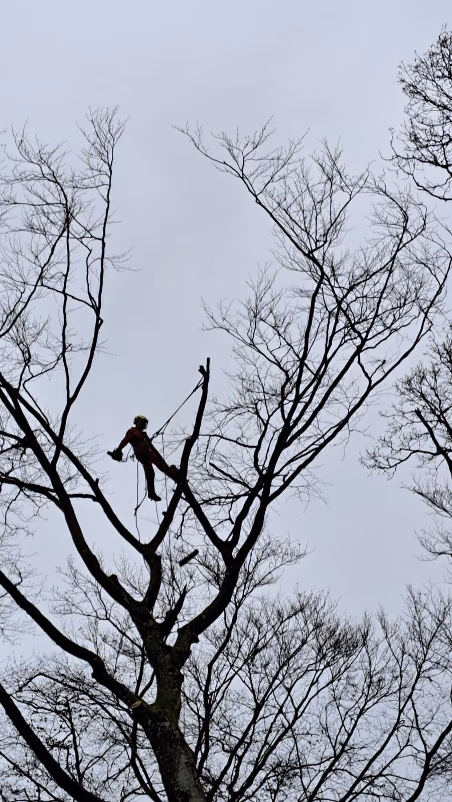 Élagage d'un arbre fait par Brovert