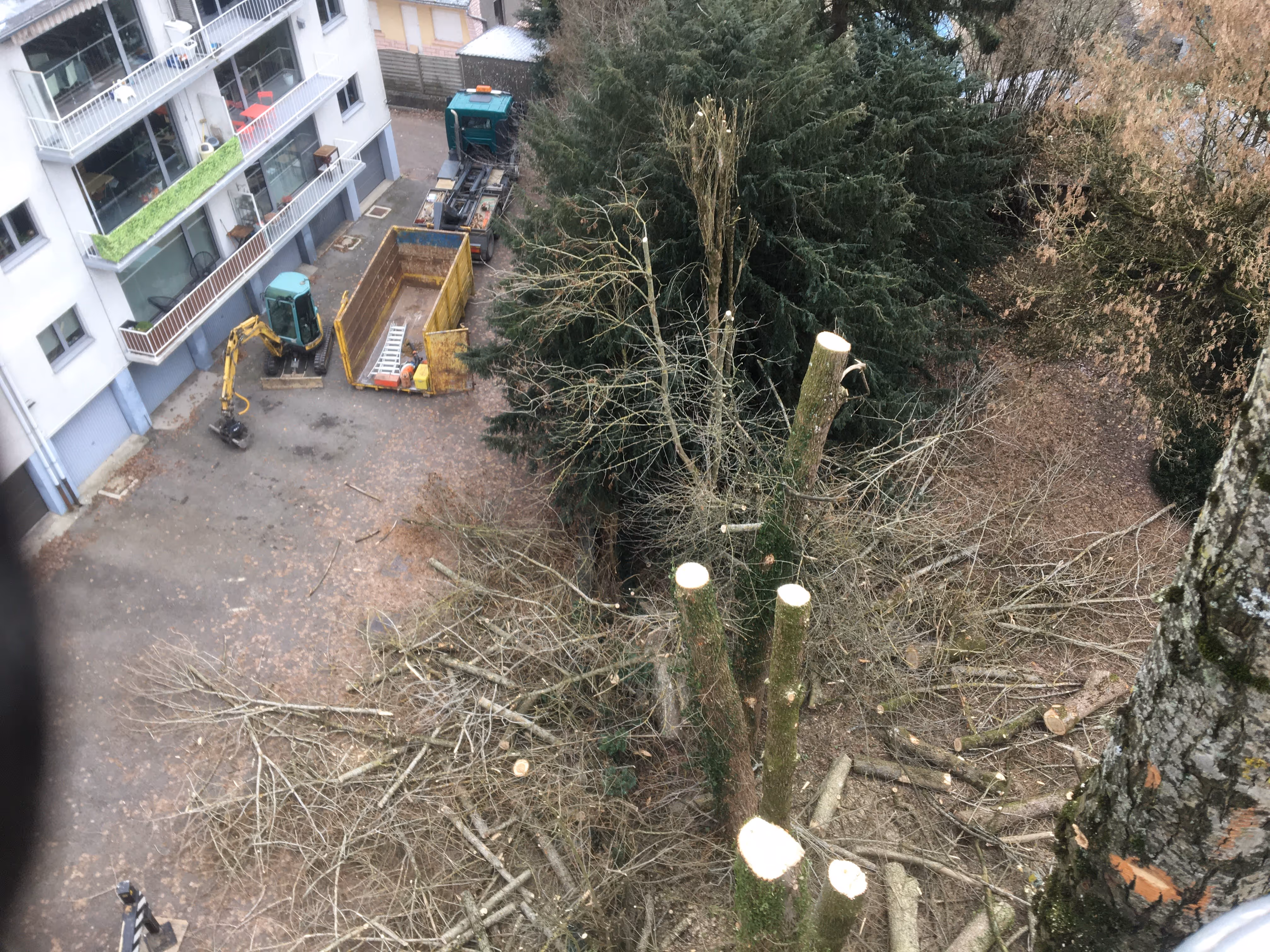 Abattages d'arbres fait par Brovert