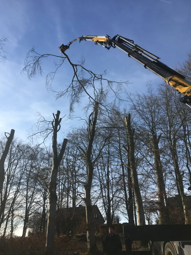 Abattage d'arbres fait par Brovert