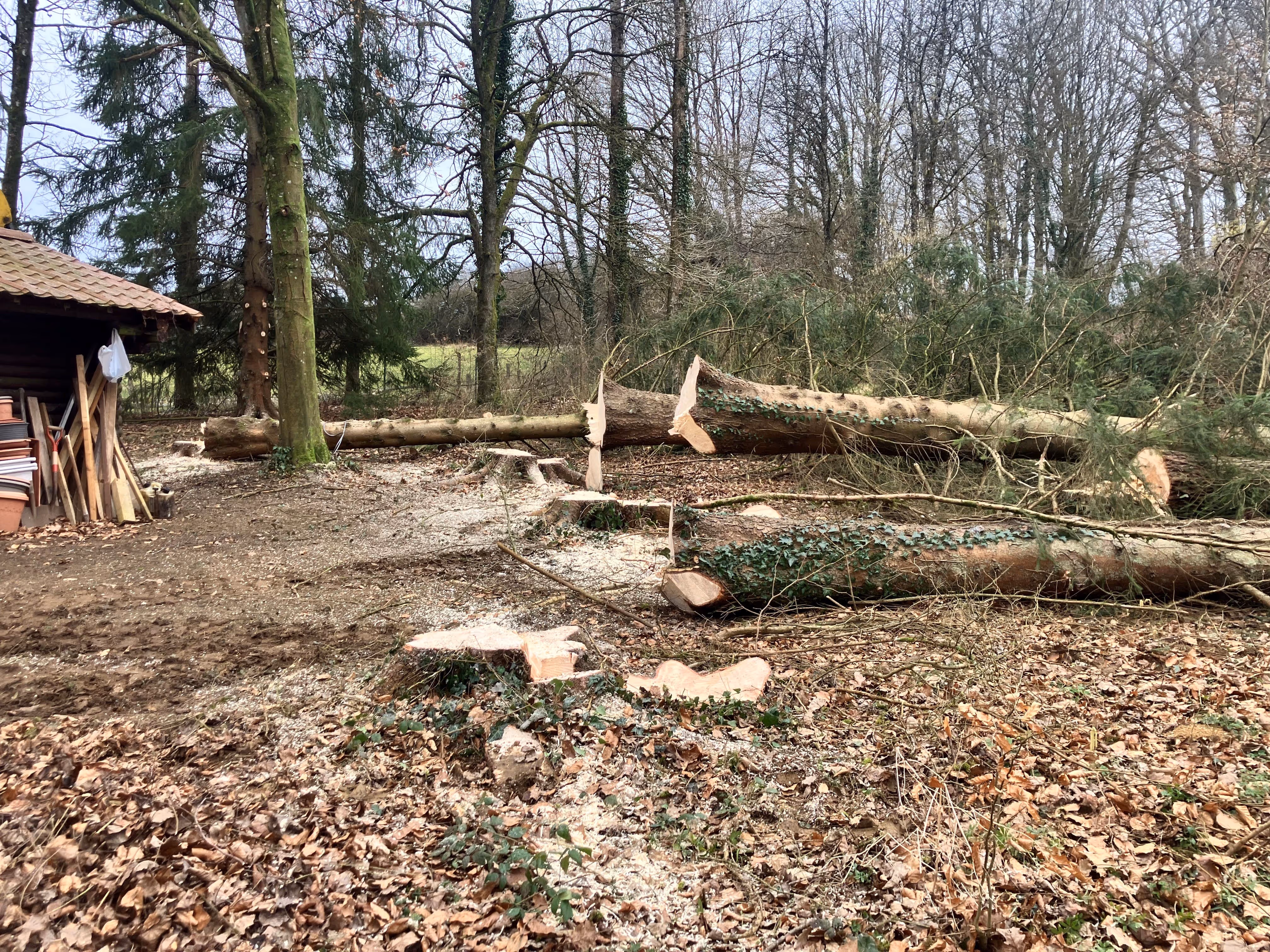 Abattage de plusieurs arbres fait par Brovert