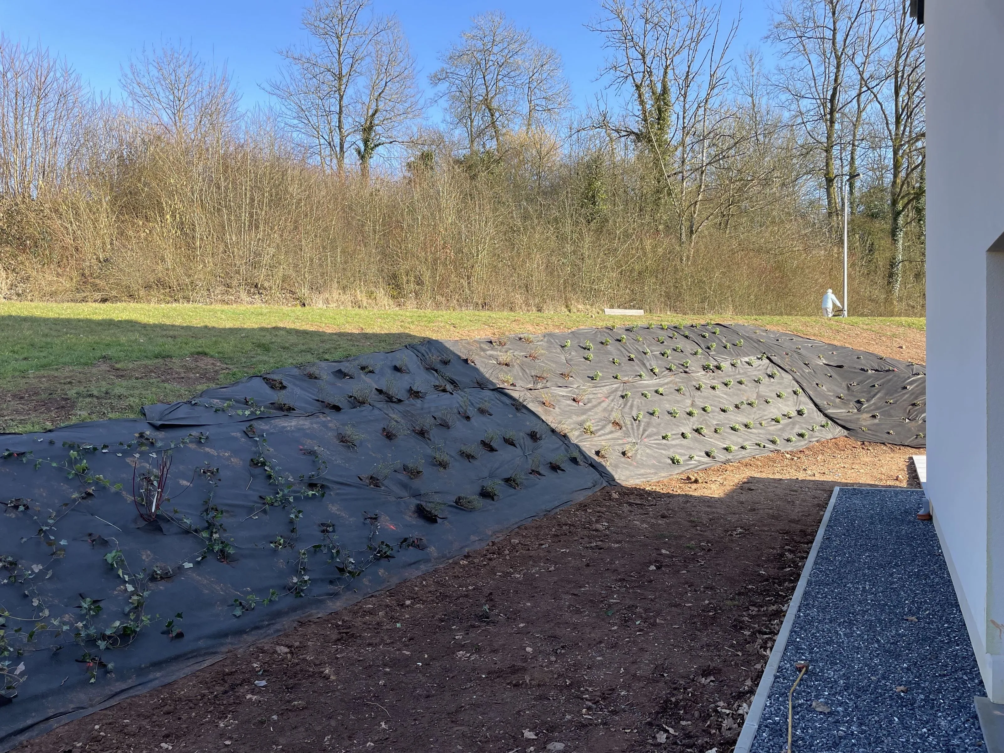 Plantation sur un talus fait par Brovert