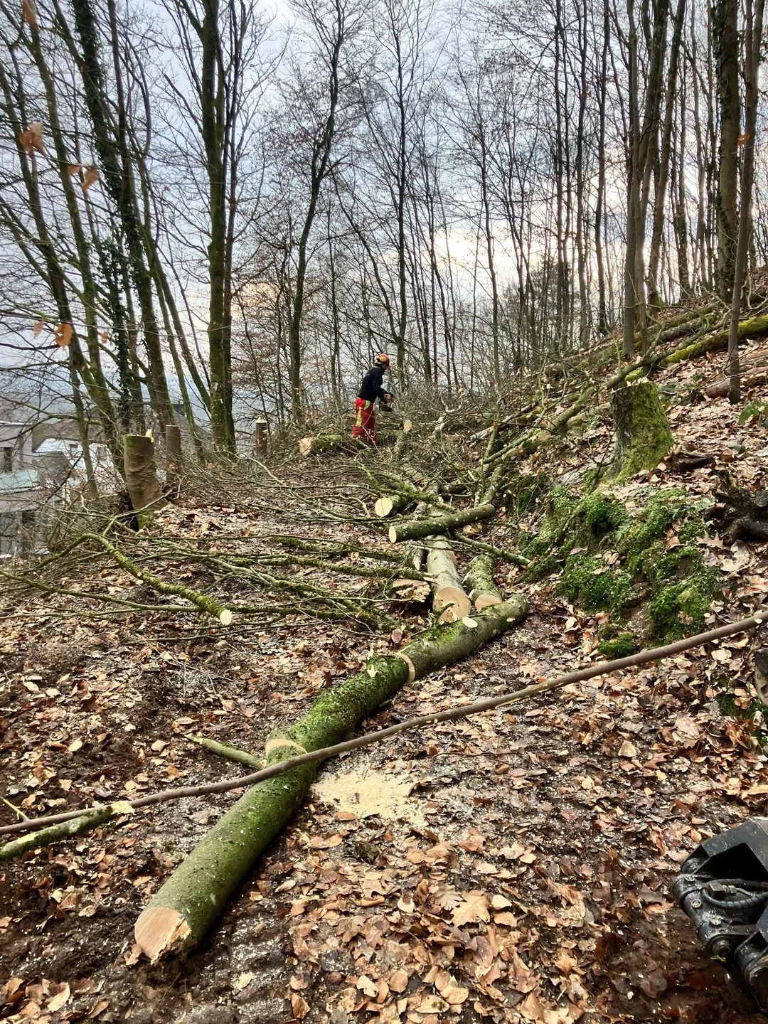 Abattages d'arbres fait par Brovert