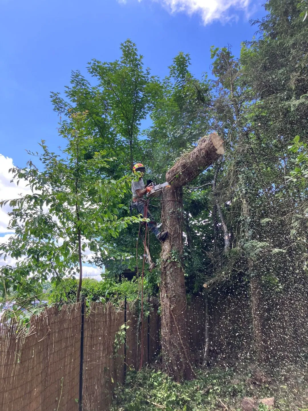 Abattage et élagage fait par Brovert