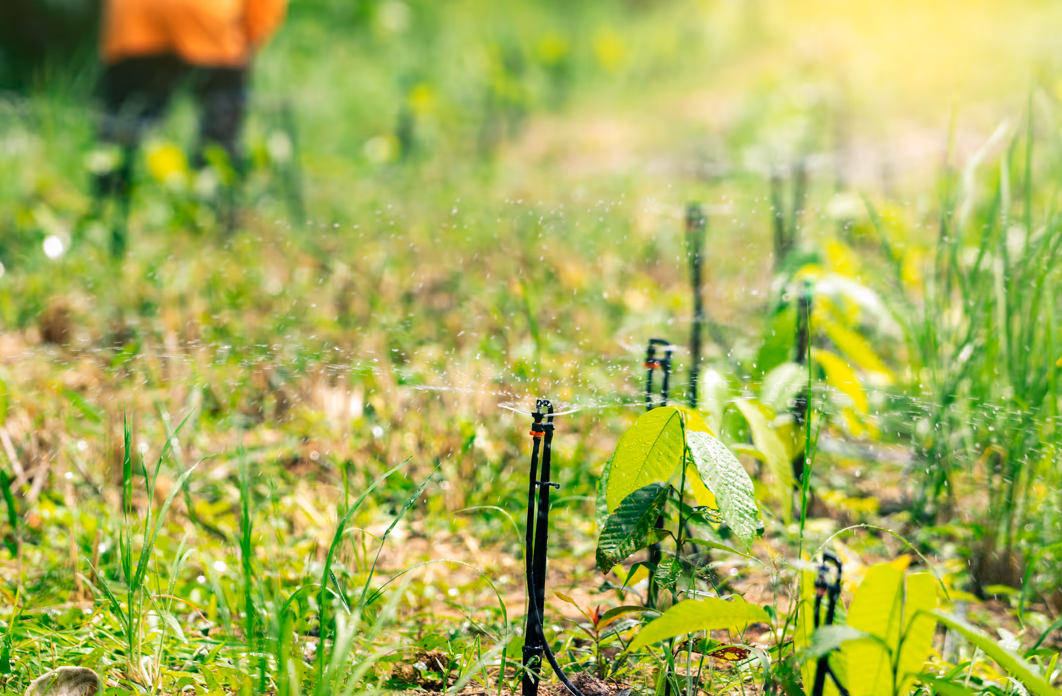 Système d'arrosage automatique entretenus par Brovert