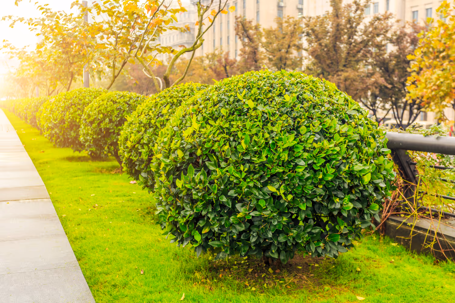 Image d'une haie taillé par Brovert
