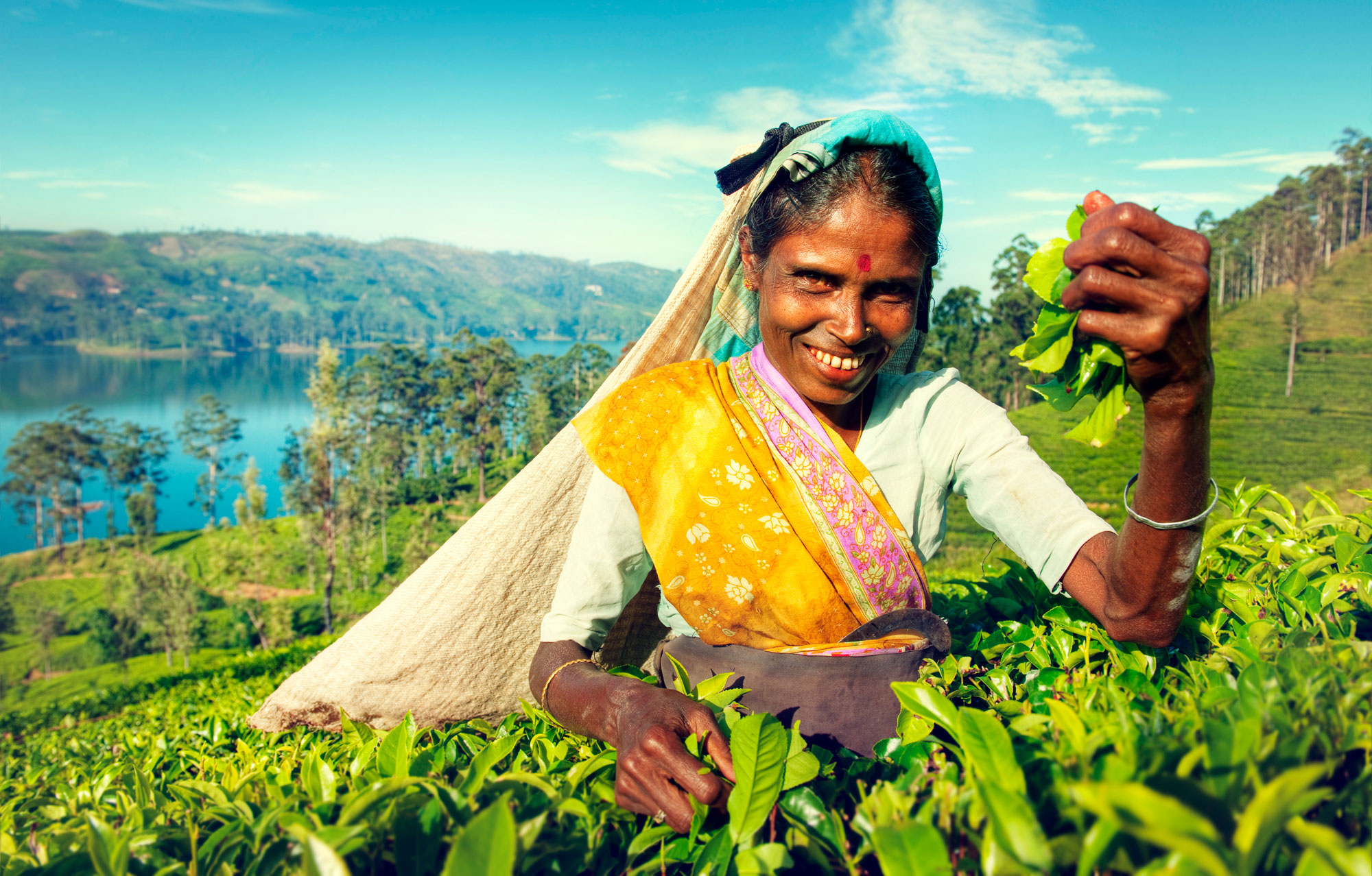 A woman in traditional clothing picks tea leaves by hand in a lush green tea plantation in Sri Lanka.