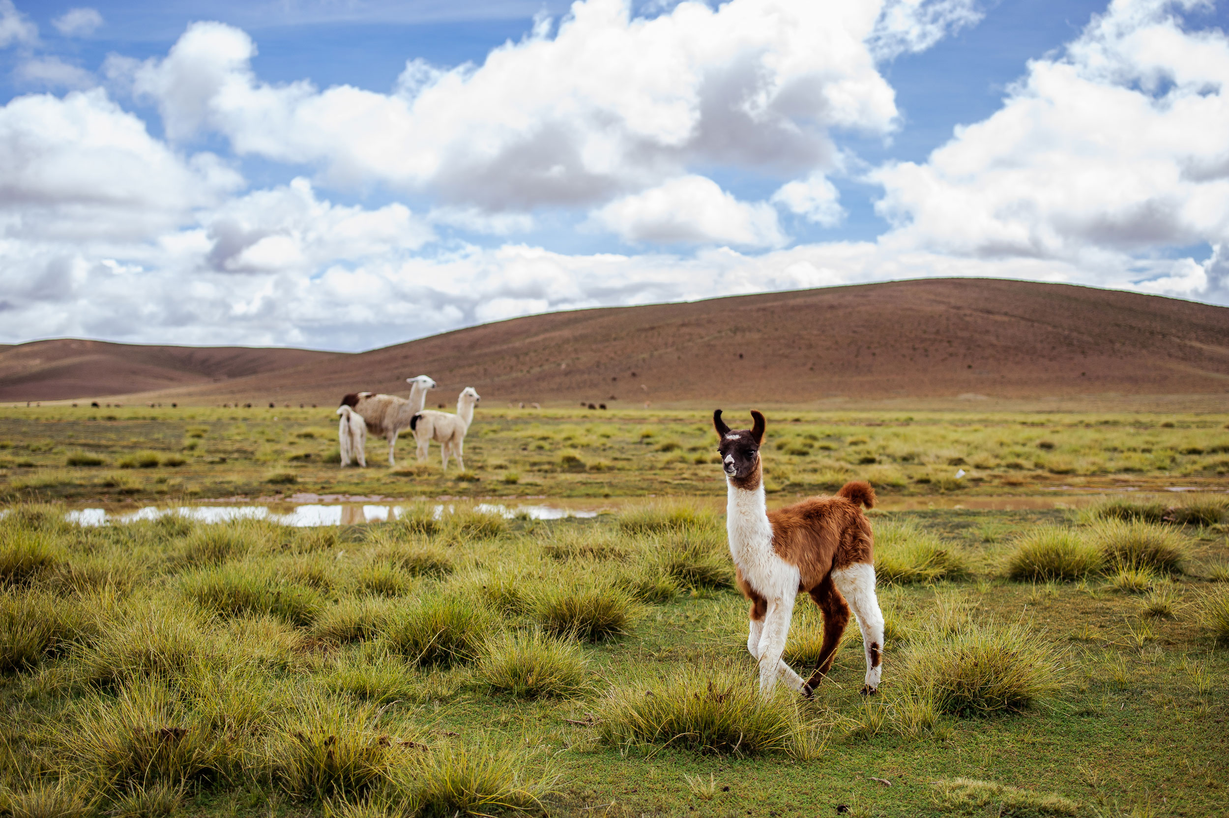 A group of alpacas grazing on the Altiplano plateau in Bolivia, South America, with mountains in the background.