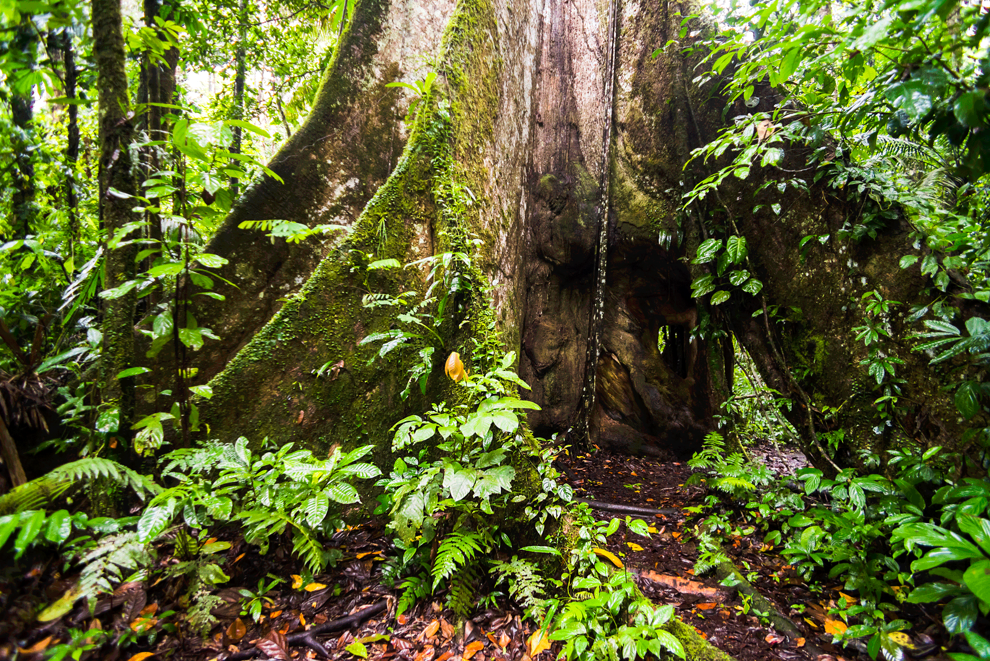 A large kapok tree with a tall trunk stands in the Amazon rainforest near Coca, Ecuador, surrounded by dense green vegetation.