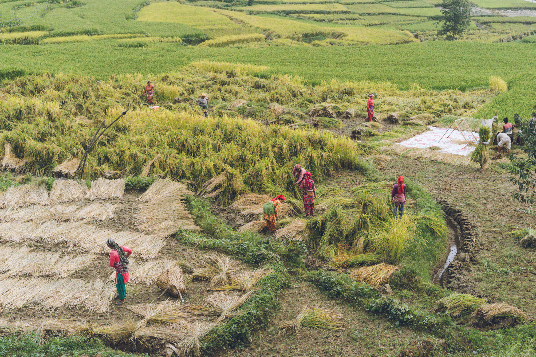 Several people work in a patchwork of green and golden rice fields, harvesting bundles of rice by hand. Cut stalks are laid out to dry on the ground, and woven baskets are scattered around the muddy terraces. The landscape is lush and layered, with curving field boundaries creating organic shapes across the scene.