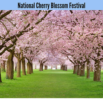 National Cherry Blossom Festival