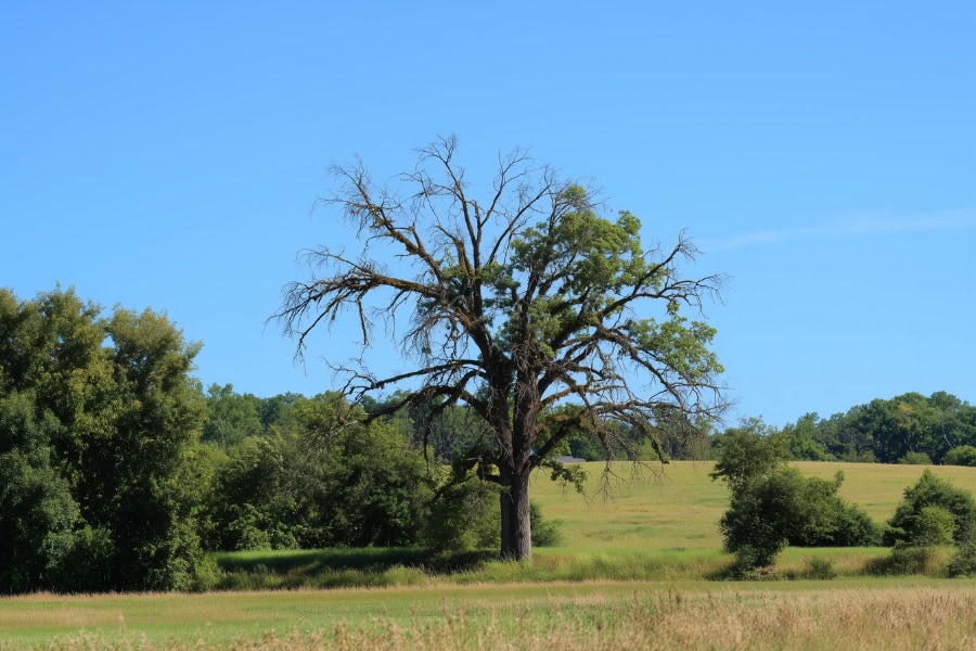 visual tree condition survey to inspect its health