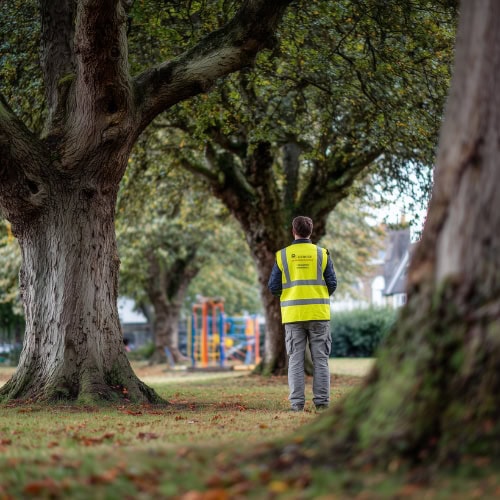 tree condition surveys north west